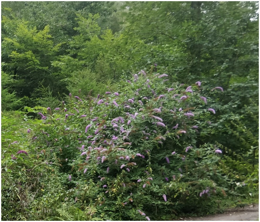 Wildwachsender Sommerflieder im Waldgebiet