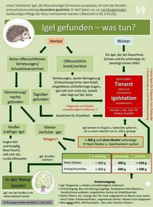 Igelgefunden - was tun.jpg
